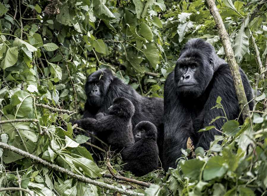 4 Days Uganda Gorilla