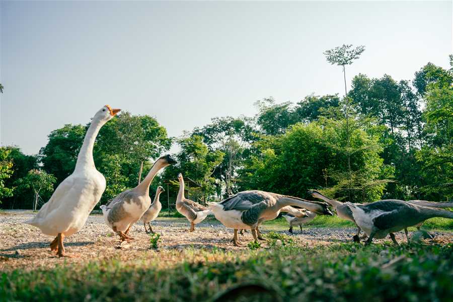 Golden Triangle with Chilika Lake Tour