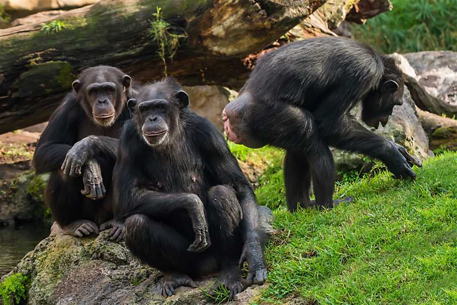 6 Days Uganda Primates Adventure