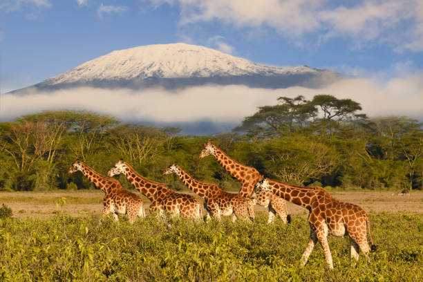 8 Days Tanzania & Zanzibar Package