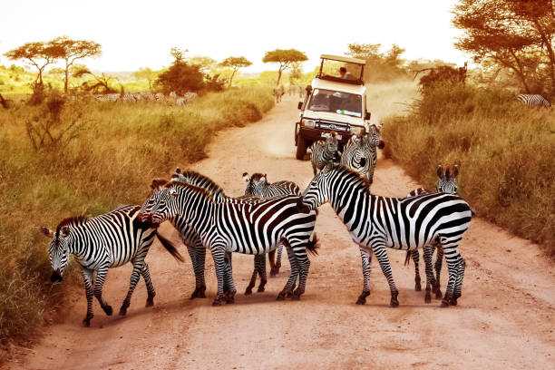 Highlights of Northern Tanzania