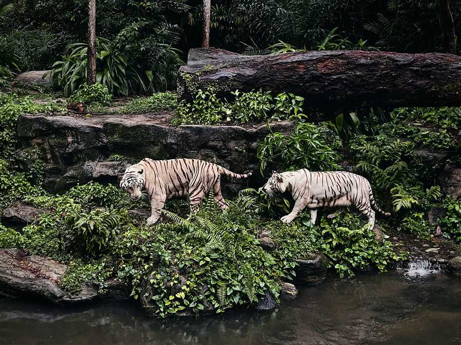 Tiger Trail of Madhya Pradesh