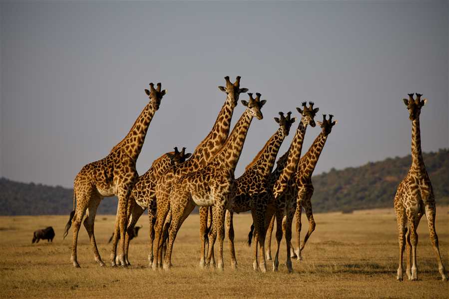 4 Days Serene Serengeti