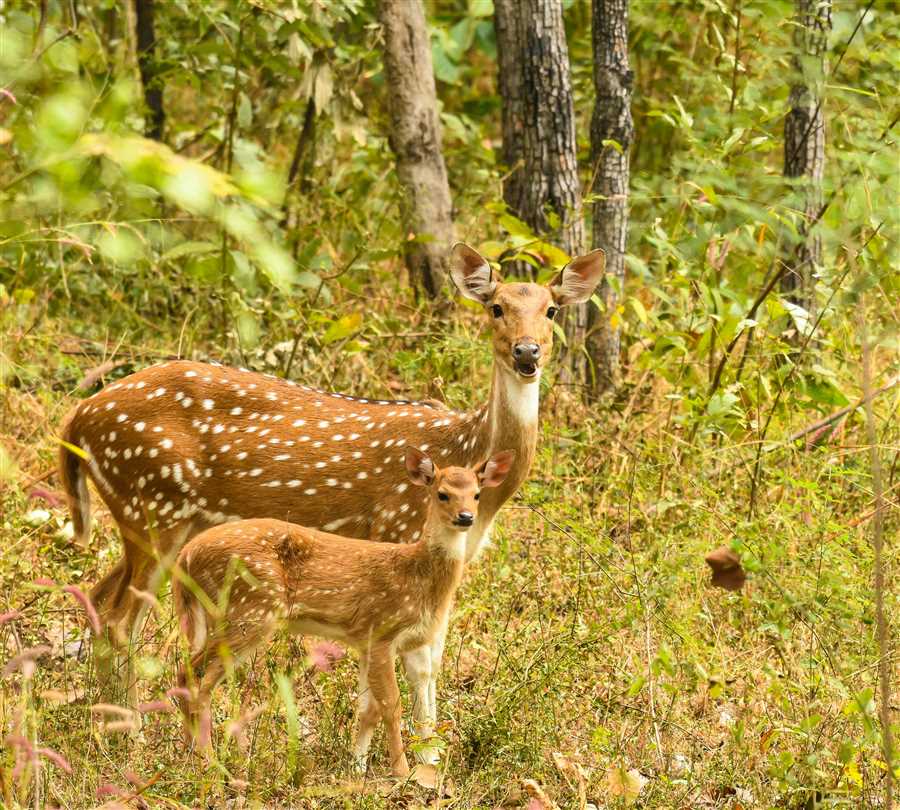 Jungle Retreat of Central India
