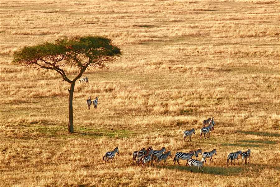 8 Days Serengeti, Ngorongoro & Zanzibar 