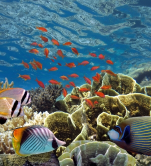 Maldives holiday packages