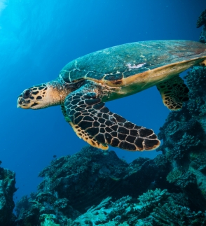 Seychelles